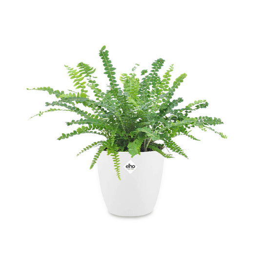 Schwertfarn Duffy in weißem Blumentopf - Bakker