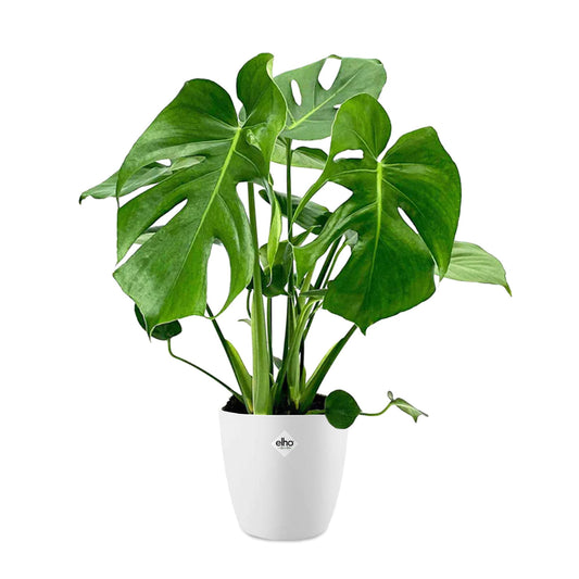 Philodendron Monstera in weißem Blumentopf ELHO - Bakker