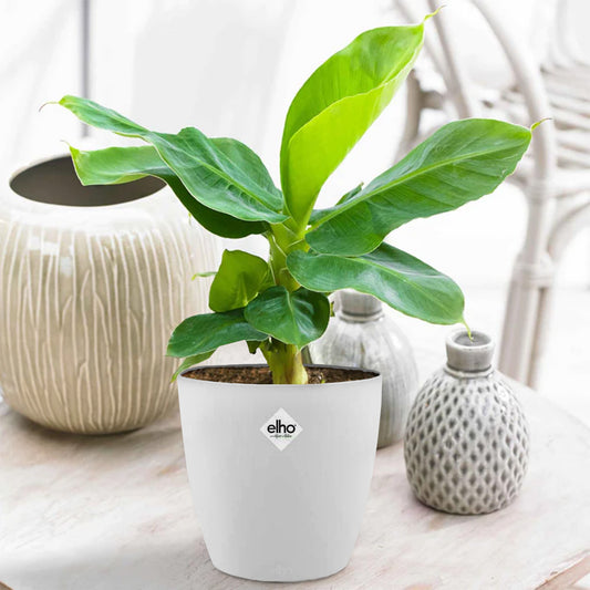 Bananenpflanze in weißem Blumentopf - Bakker