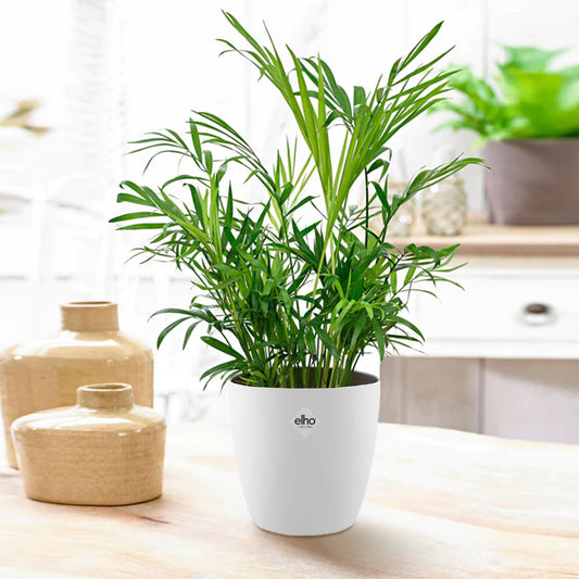 Zwergpalme in weißem Blumentopf - Bakker