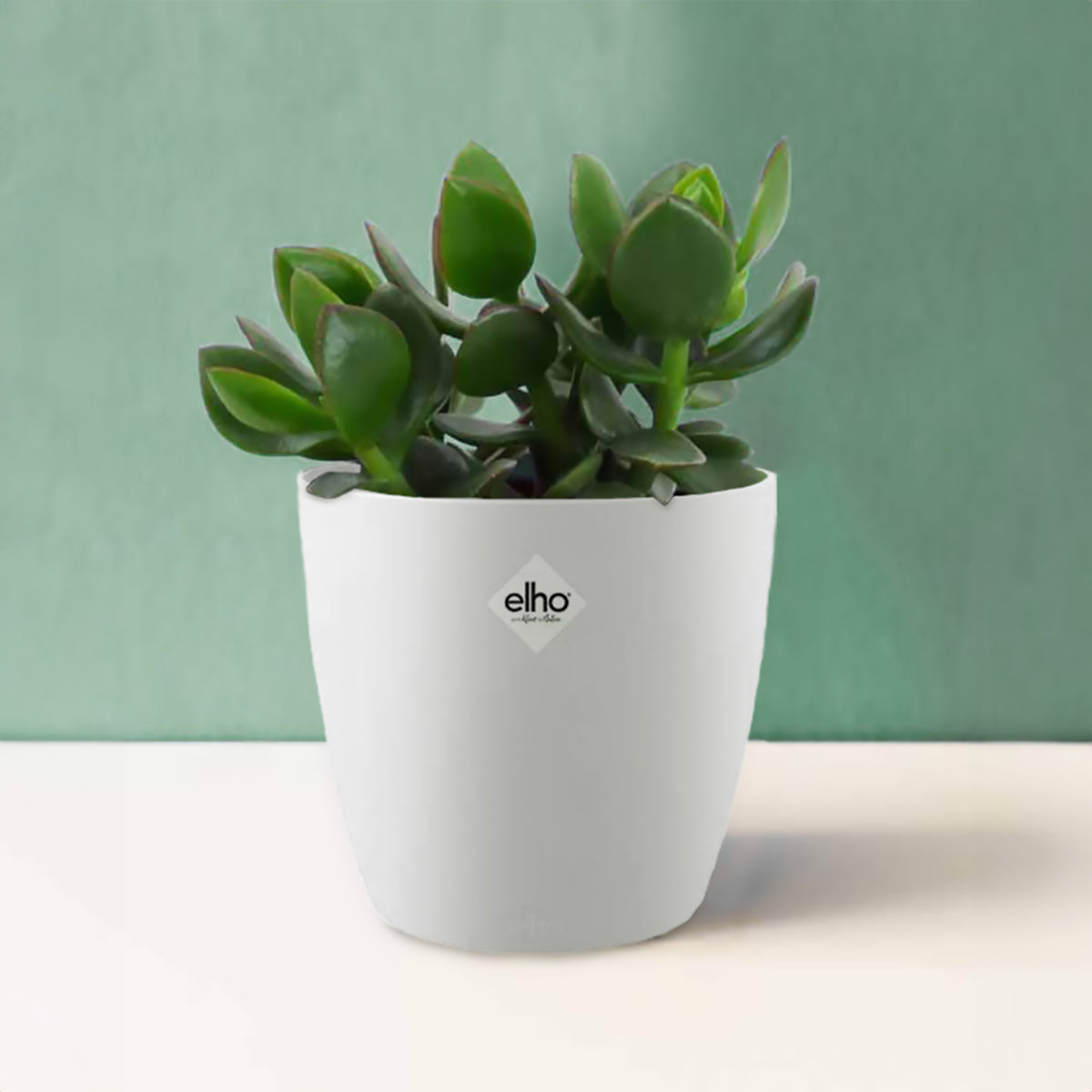 Geldbaum in weißem Blumentopf - Crassula ovata argentea - Bakker
