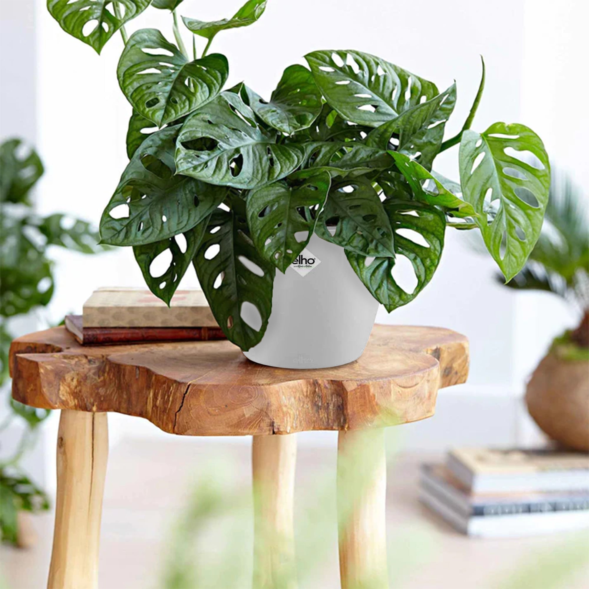 Philodendron Monstera Monkey Mask in weißem Blumentopf ELHO - Monstera  deliciosa Monkey Mask
