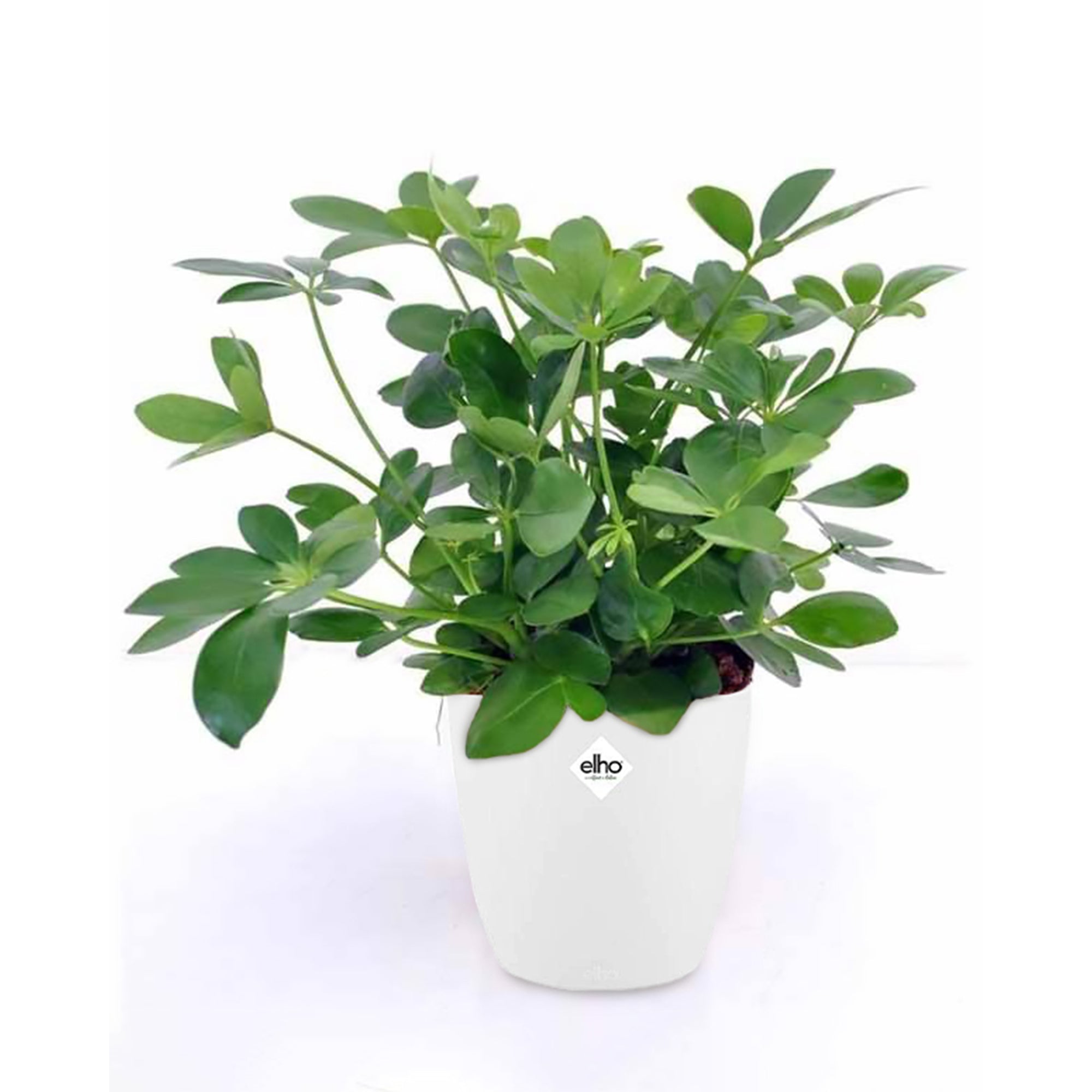Strahlenaralie in weißem Blumentopf - Schefflera arboricola