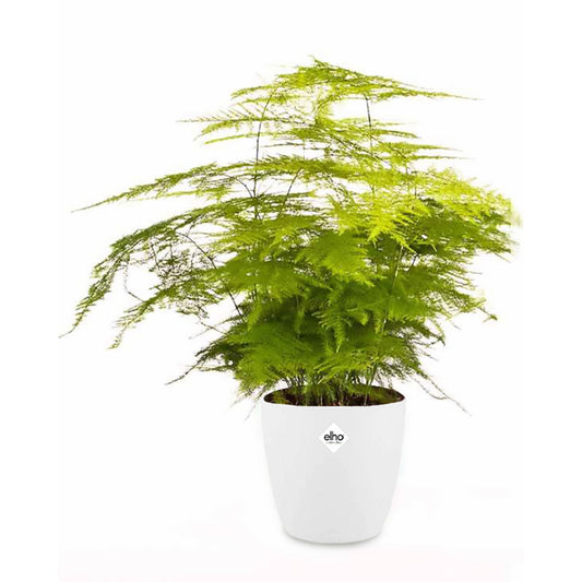 Zierspargel in weißem Blumentopf - Bakker