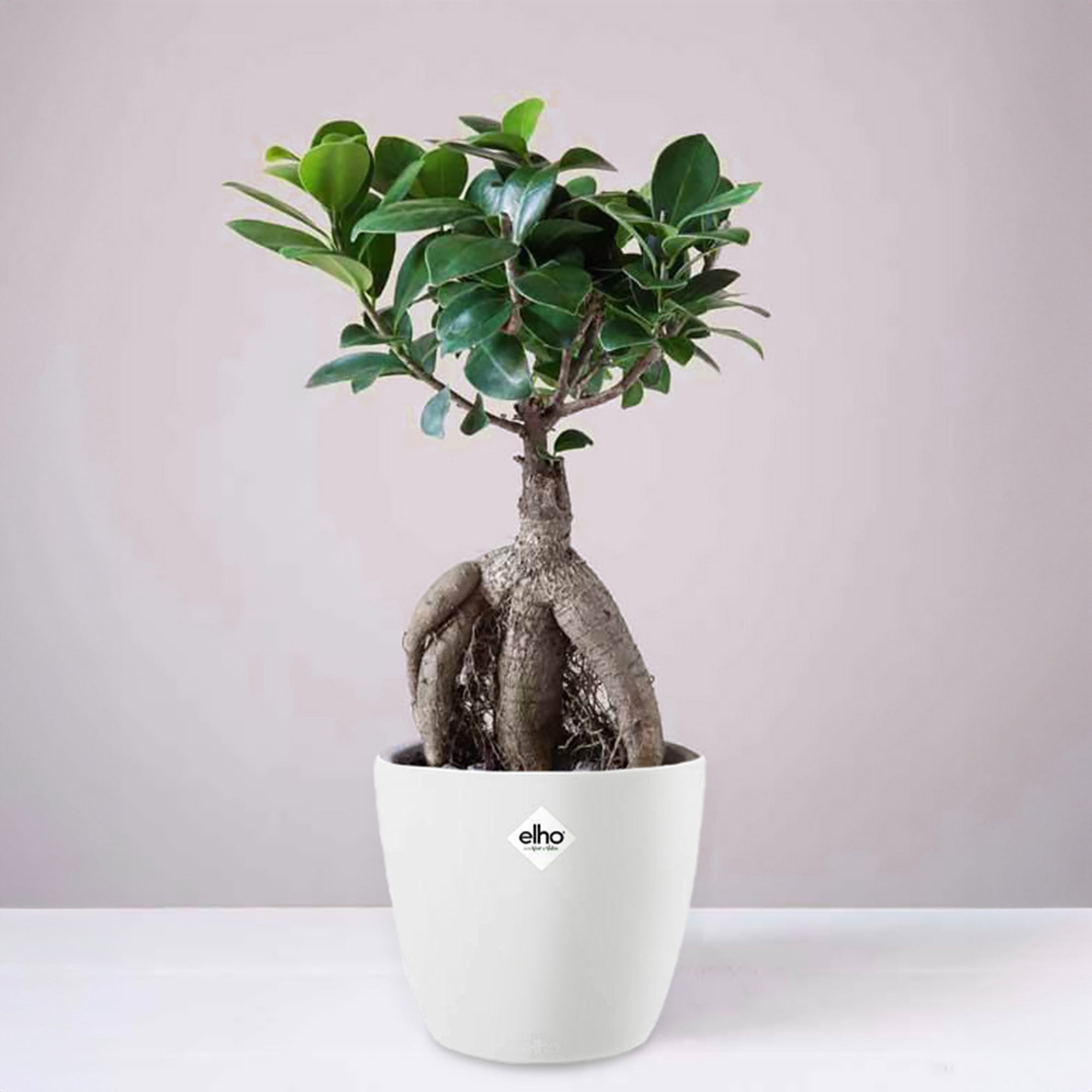 Chinesische Feige in weißem Blumentopf - Ficus microcarpa ginseng