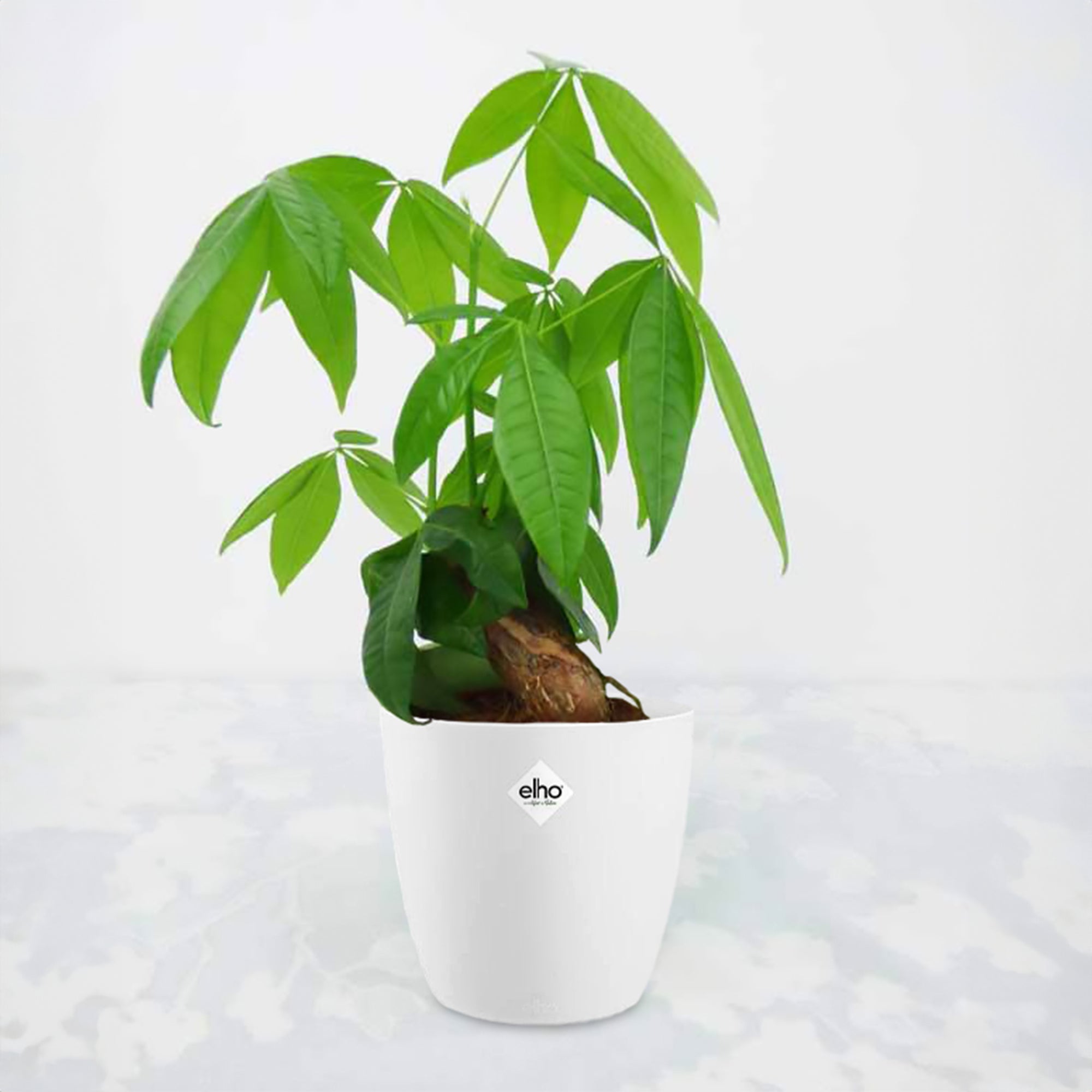 Glückskastanie in weißem Blumentopf - Pachira aquatica