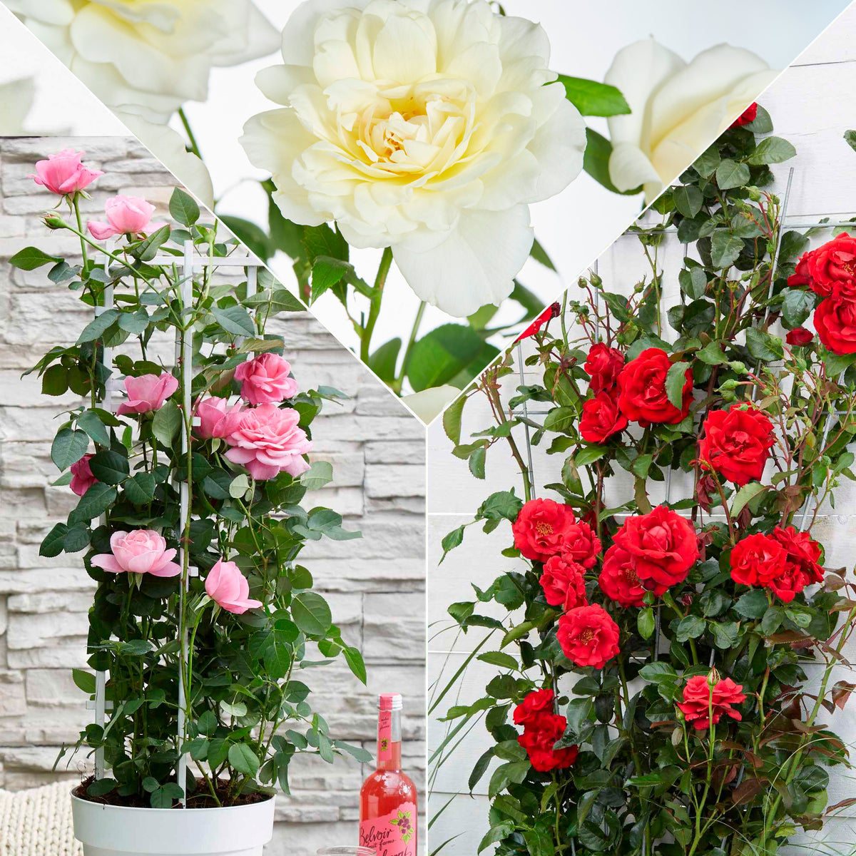 Duftende Kletterrosen Mischung (x3)