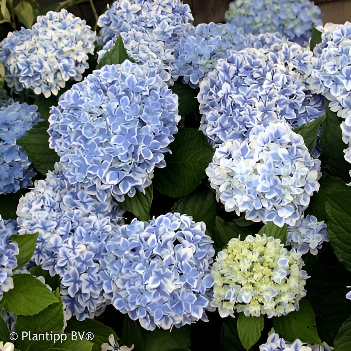 Hortensie Peppermint - Bakker