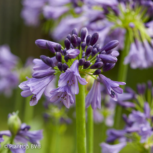 Schmucklilie 'Star poppin Purple®' - Bakker