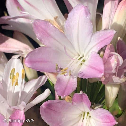 Agapanthus Blush Pink - Bakker