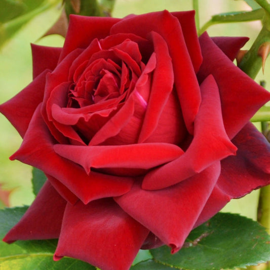 Strauchrose Grande Amore ® - Bakker