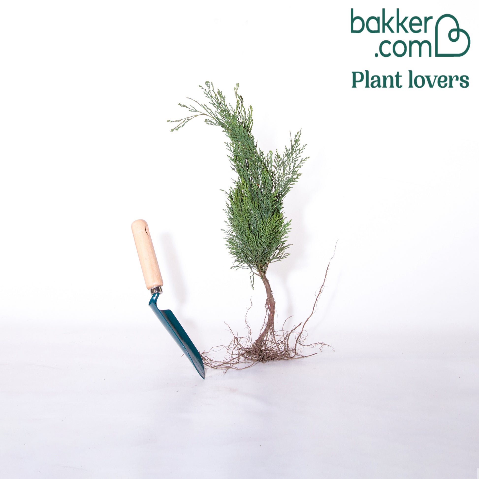 Blaue Scheinzypresse 'Columnaris' - Chamaecyparis lawsonia columnaris