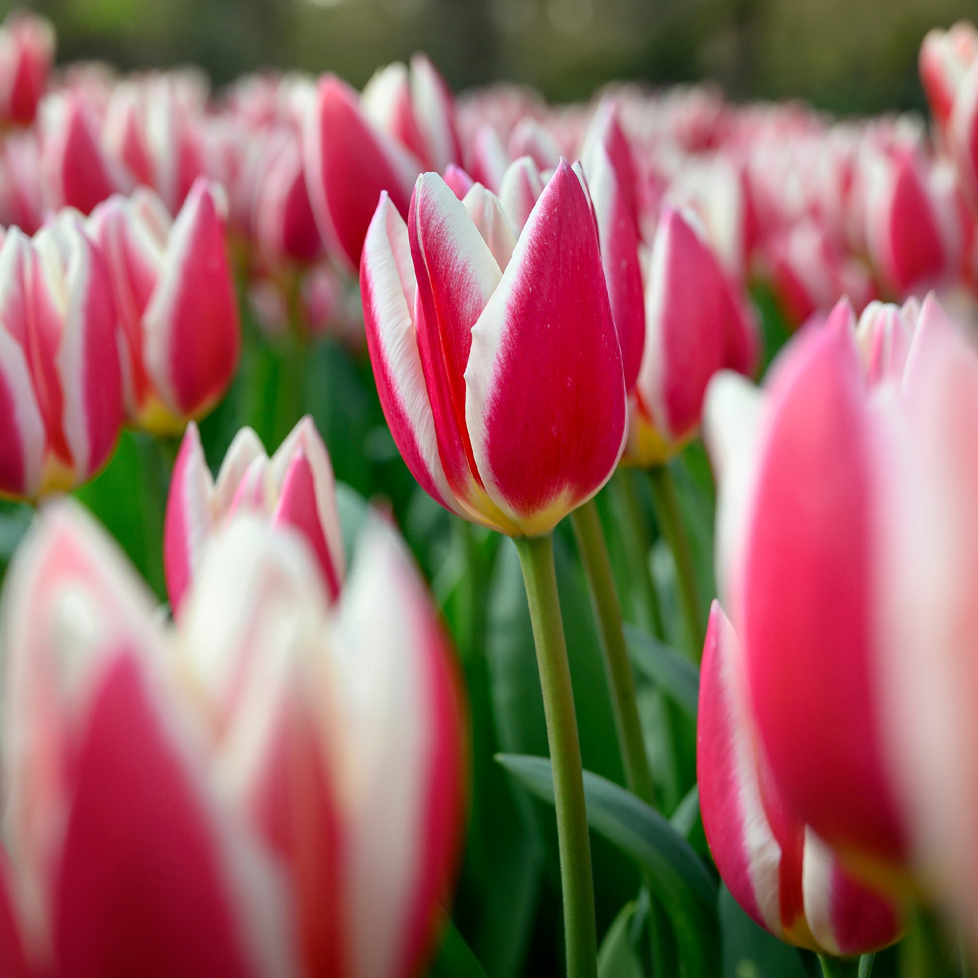 8 Darwin-Tulpen Candy Apple Delight - Tulipa darwin hybrid candy apple Delight - Bakker