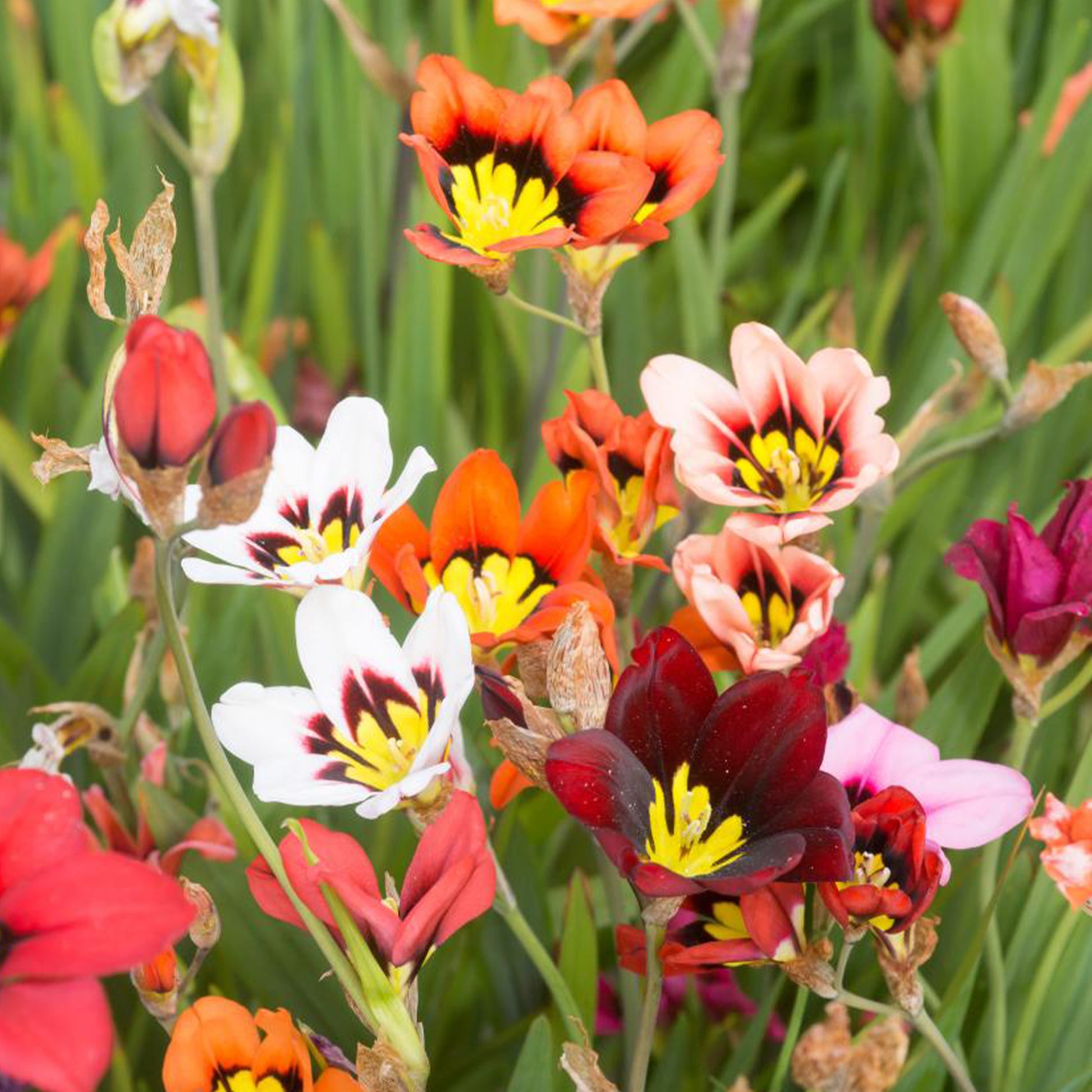 Zwiebelpaket für Beete - Blumenzwiebeln Mischung (x30) - Freesia, sparaxis, dahlia