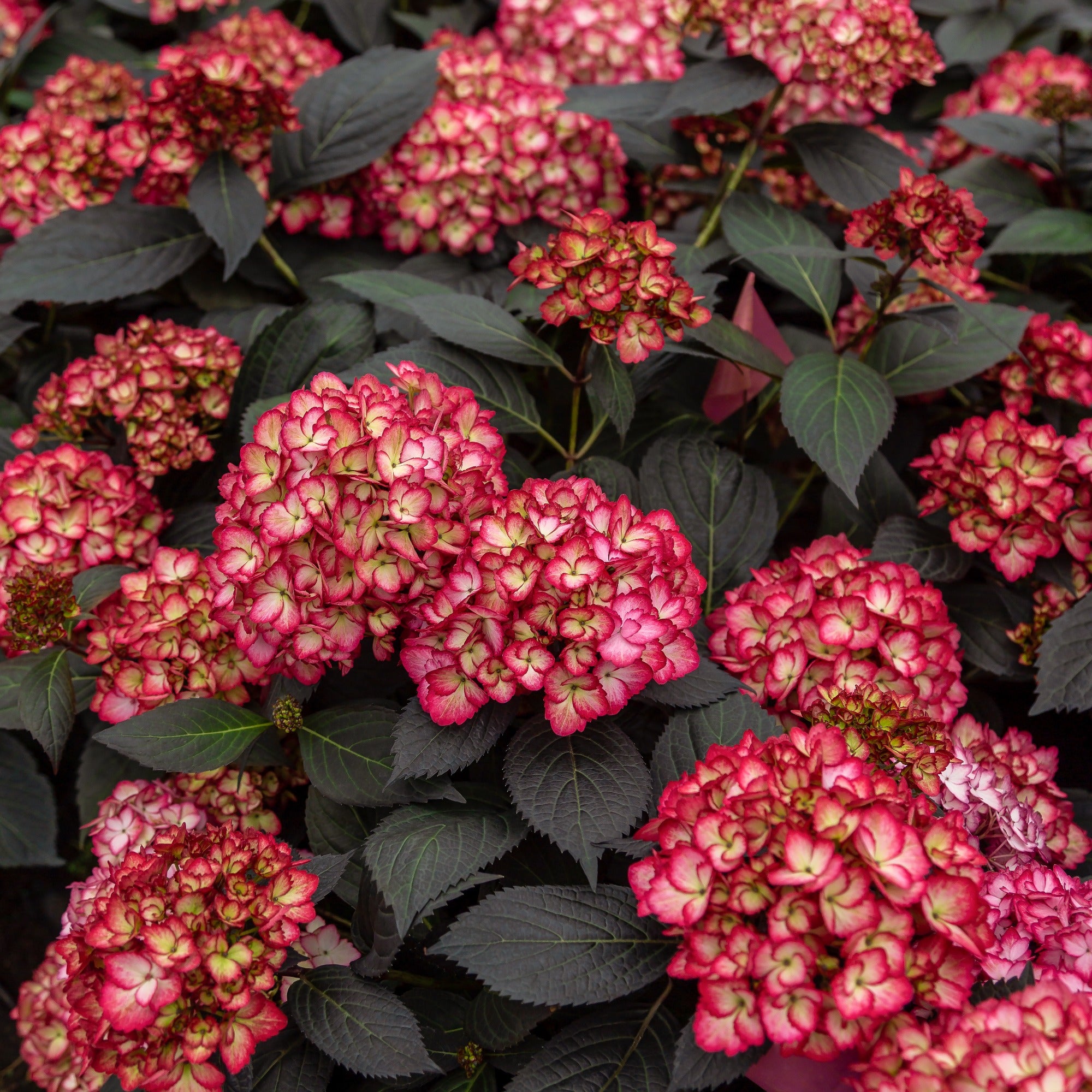 Bauernhortensie 'Eclipse'® 'Bailmacseven' - Hydrangea macrophylla Eclipse®  'Bailmacseven'
