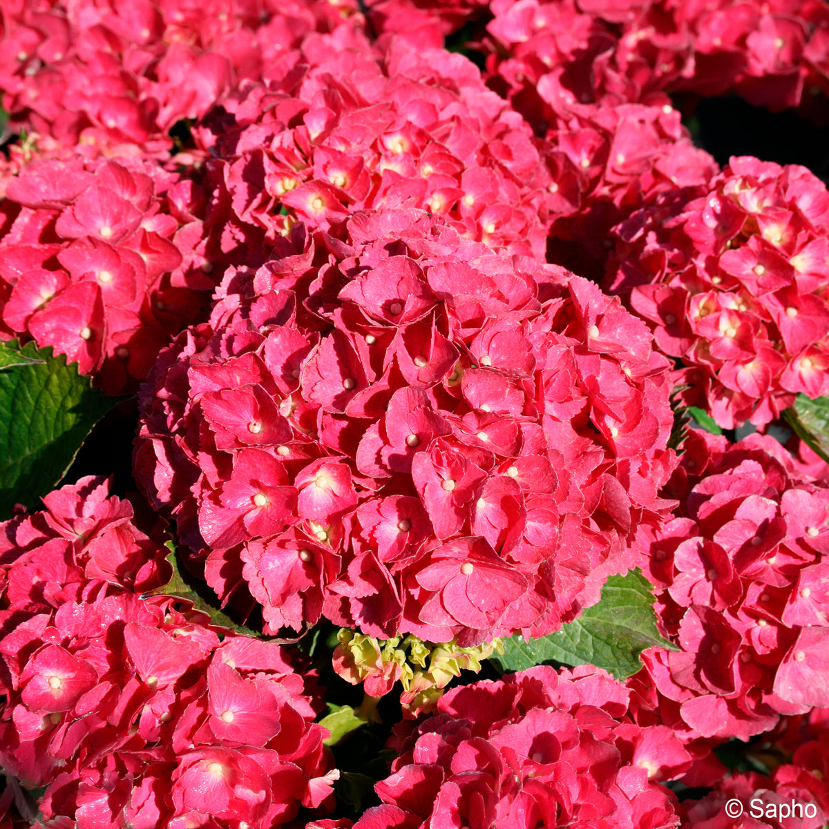 Bauern-Hortensie Red Ever Belles® - Bakker
