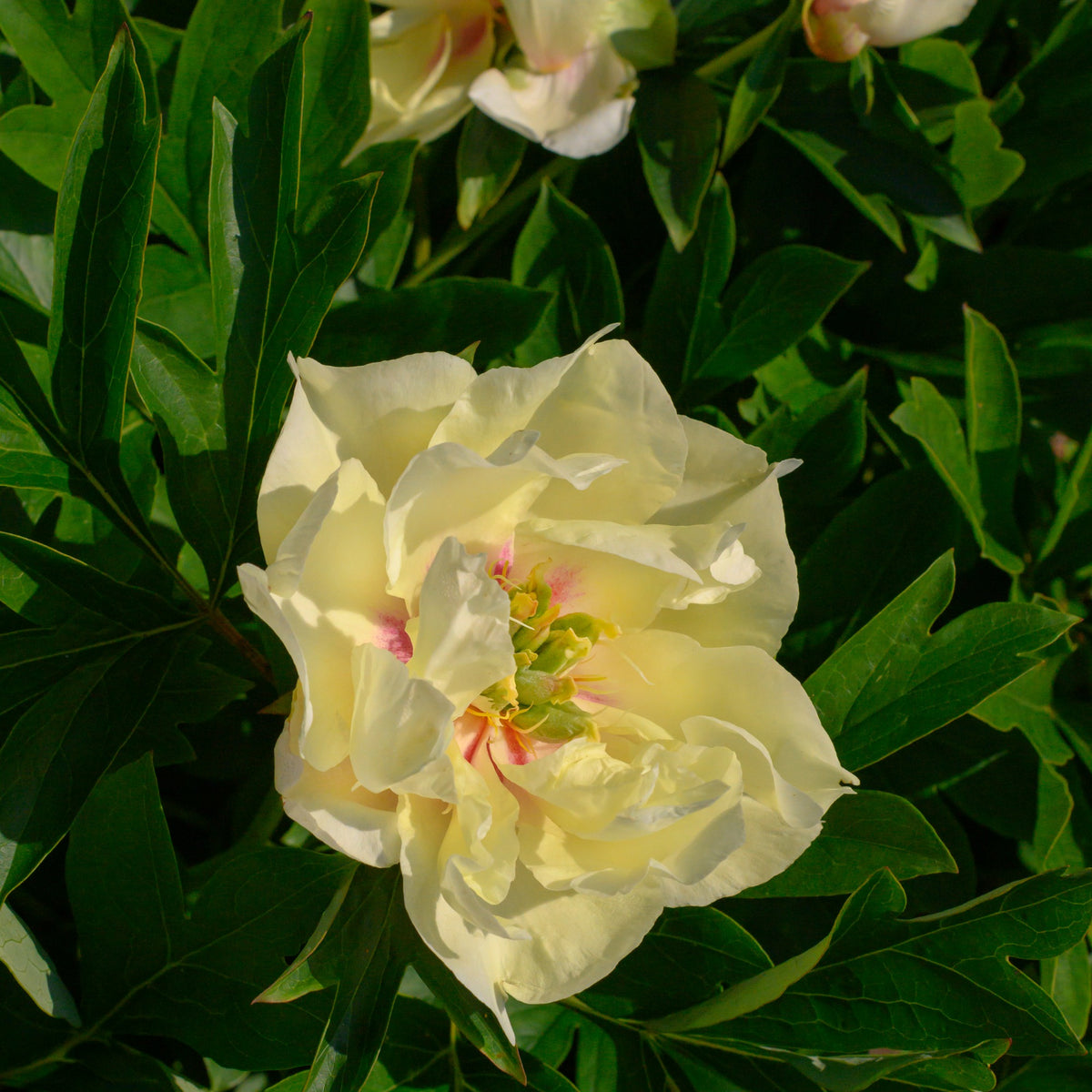 Pfingstrose Canary Brilliants - Bakker