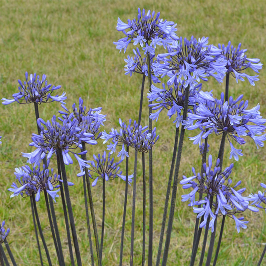 Agapanthus Graphite® Blue TurK8 - Schmucklilie - Bakker