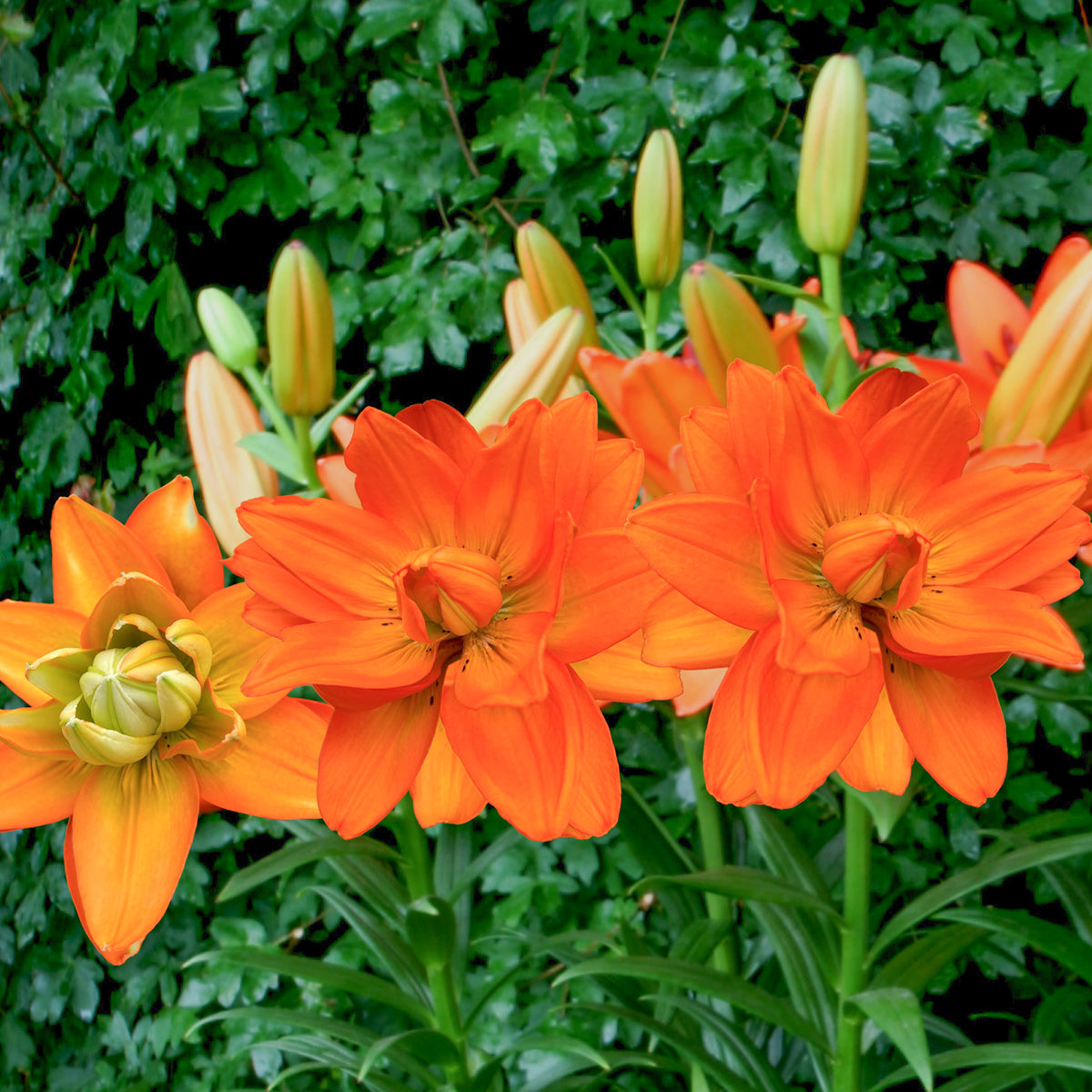 Lillium Hulk - Lilie Hulk - Lilien-Zwiebeln