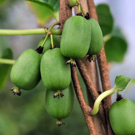 Selbstbefruchtende Mini-Kiwi Vitikiwi® - Bakker