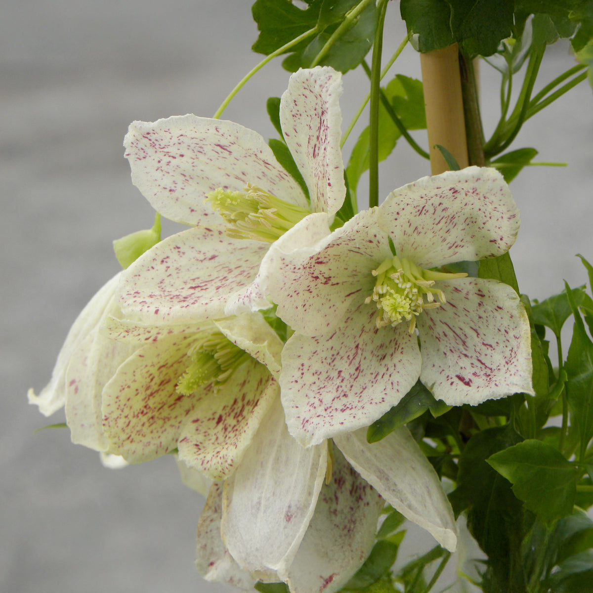 Winter-Waldrebe ‘Winter Parasol’ - Bakker