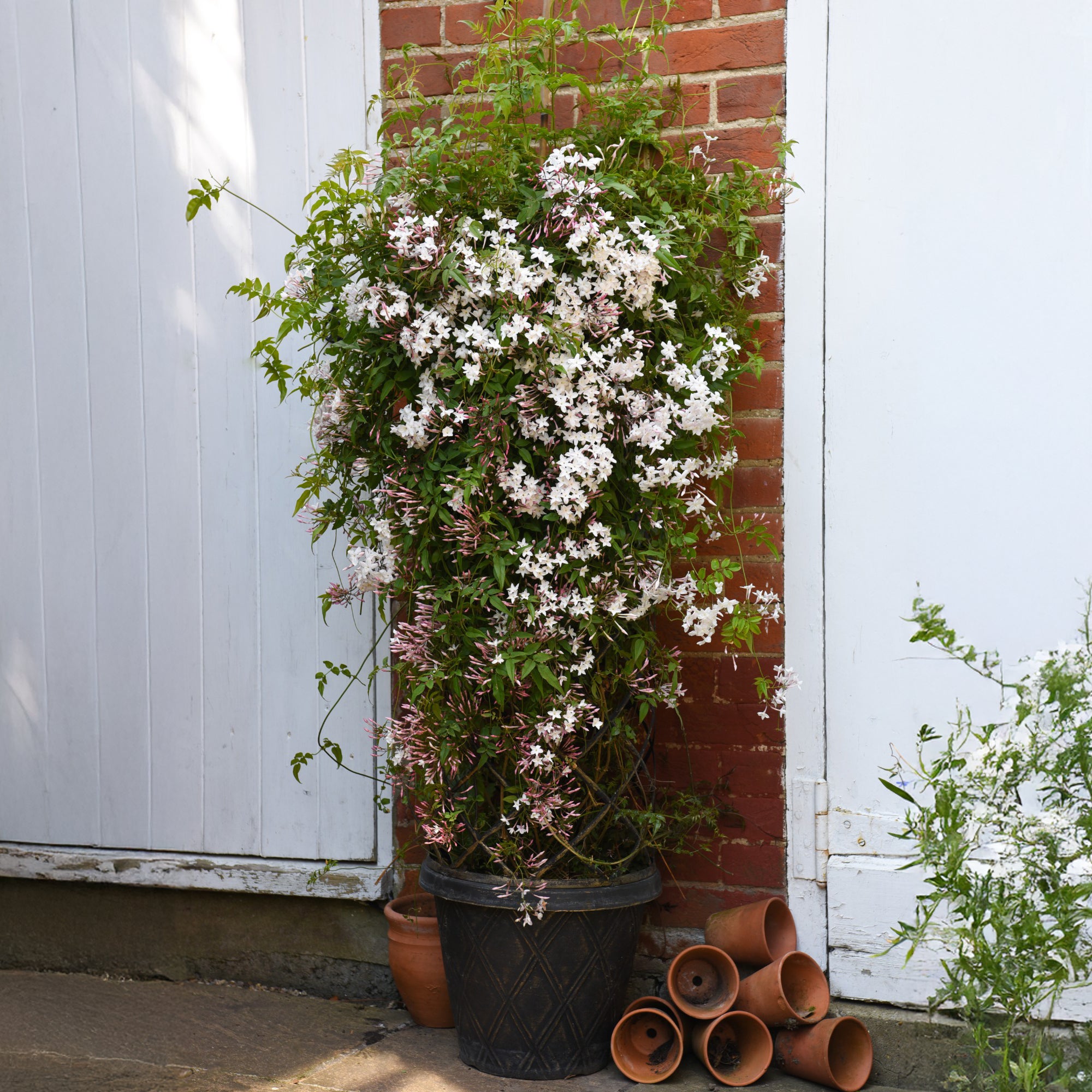 Sternjasmin 'Starry Night'® - Jasminum Starry® Night