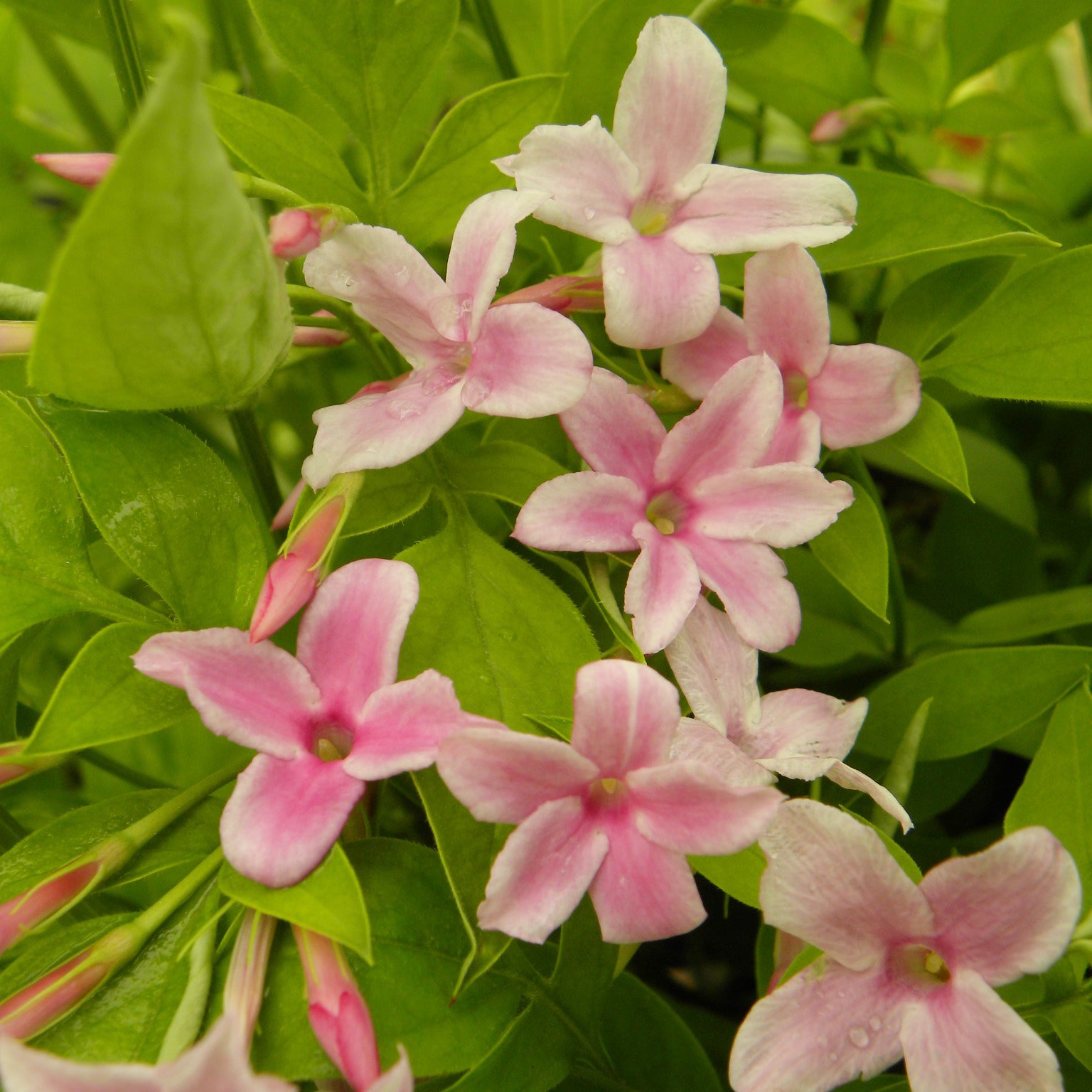 Stephanischer Kletterjasmin - Jasminum stephanense