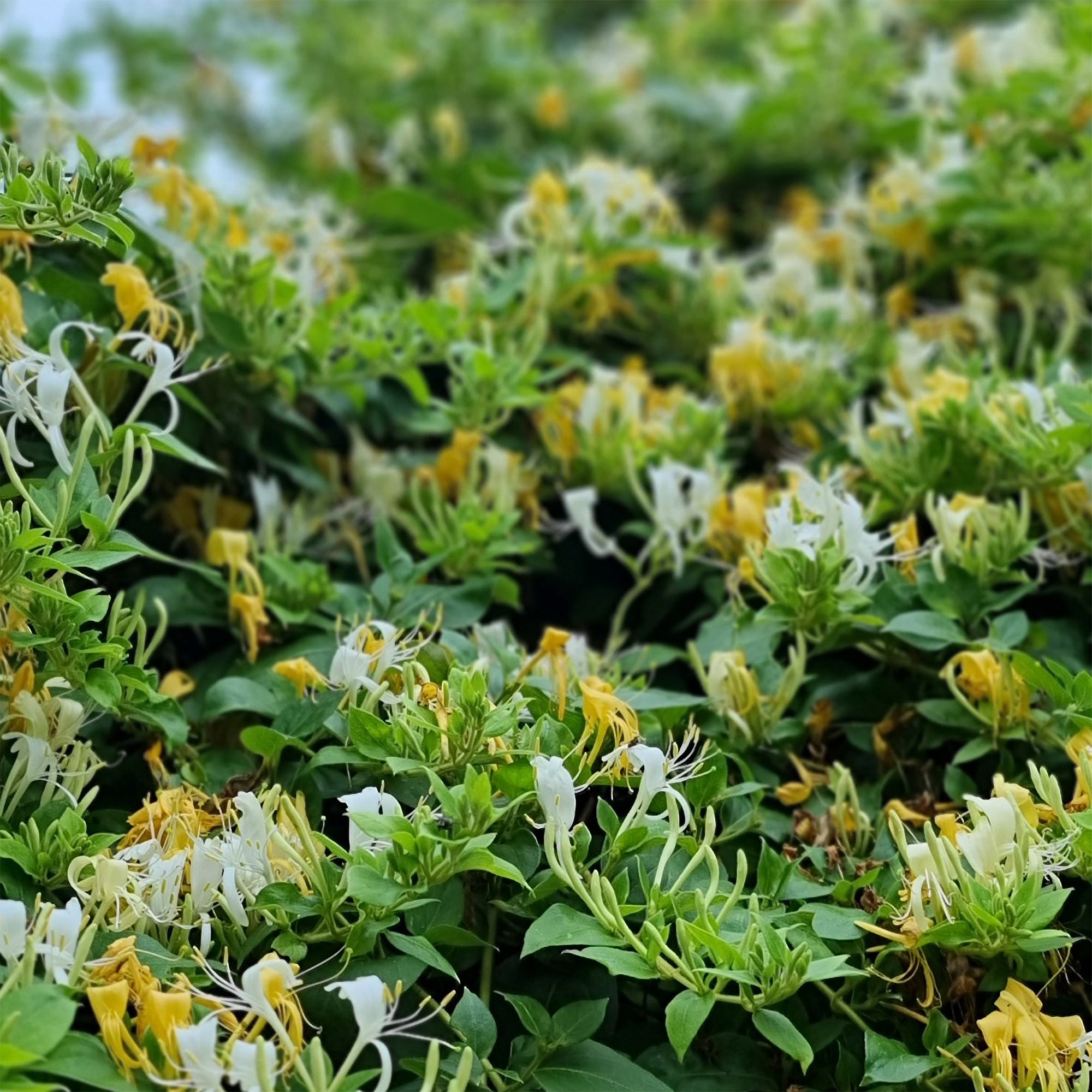 Japanisches Geißblatt 'Halliana' - Lonicera japonica Halliana