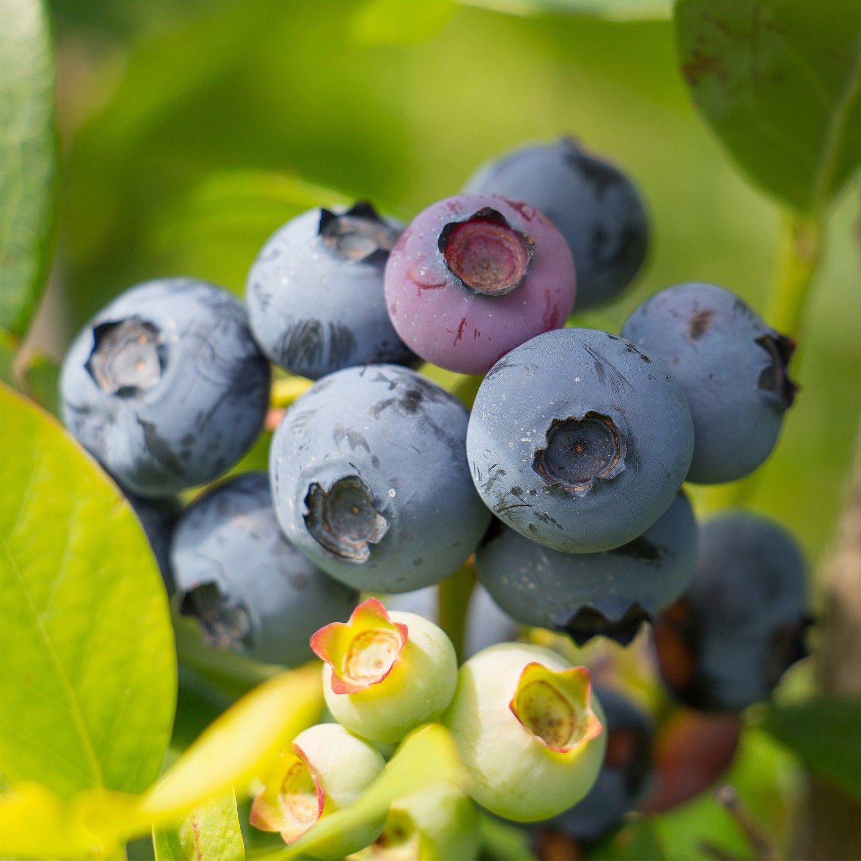Amerikanische Heidelbeere 'Berkeley - Vaccinium corymbosum Berkeley - Bakker
