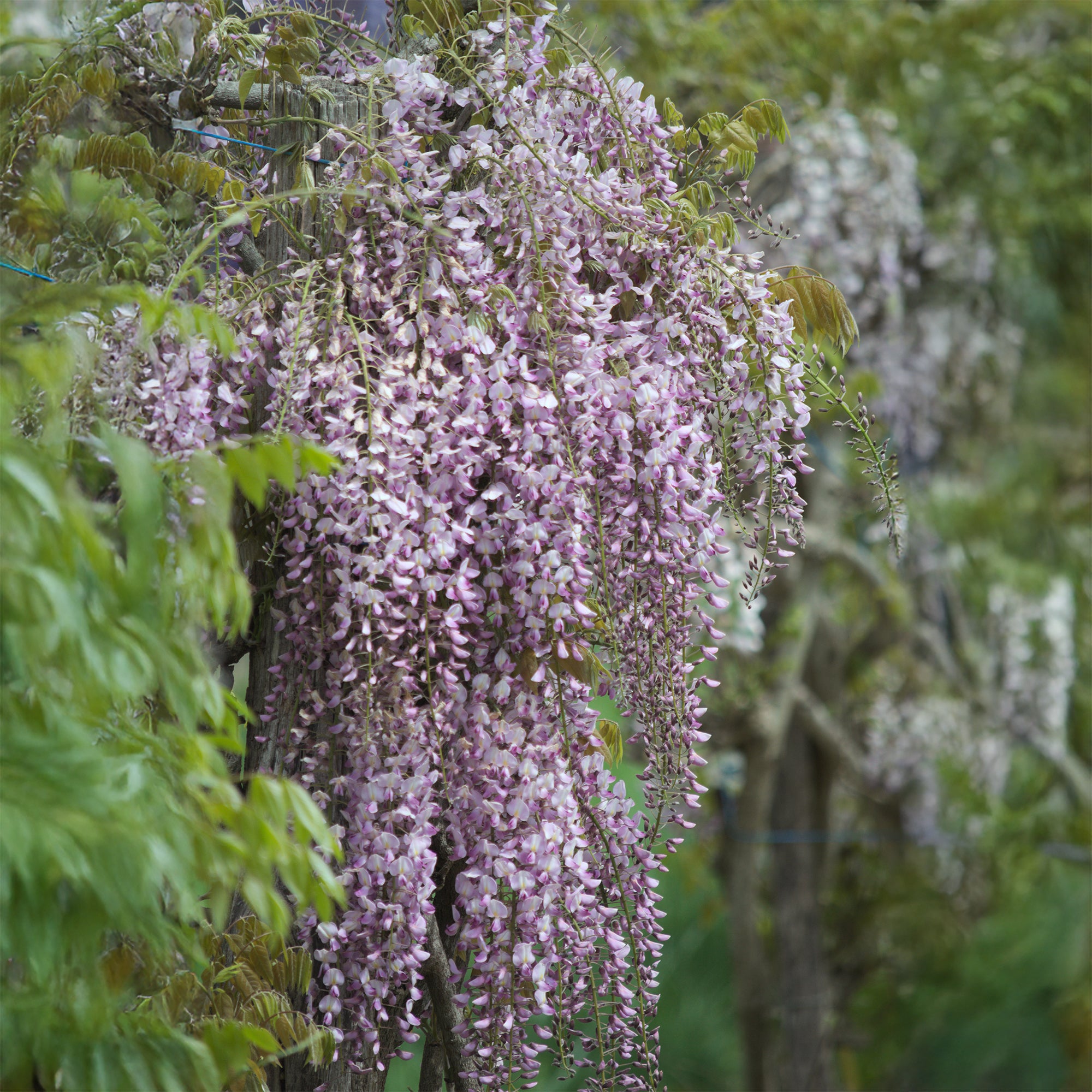 Japanischer Blauregen 'Pink Ice' - Wisteria floribunda Pink ice