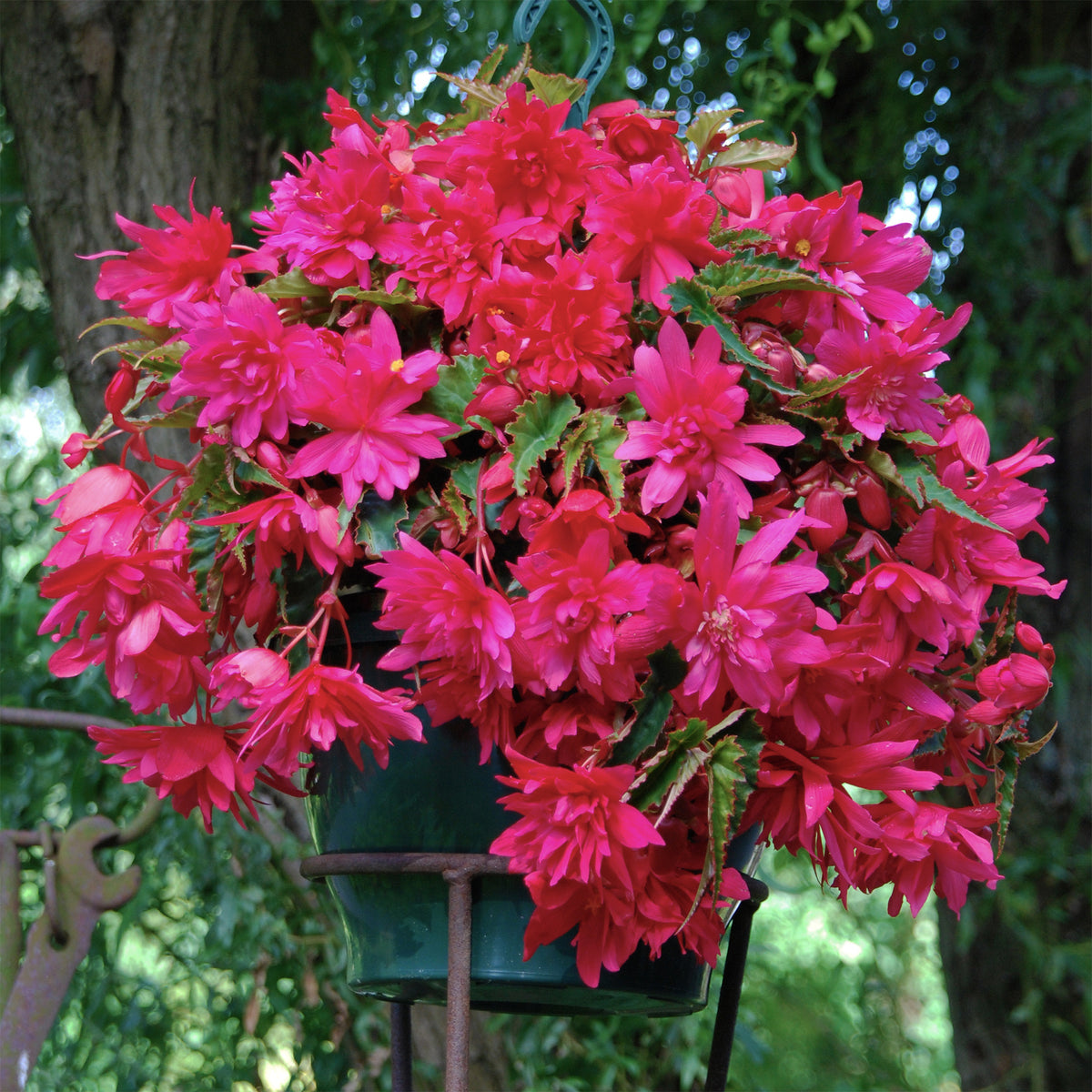 Hänge-Begonie rosa (x5) - Bakker