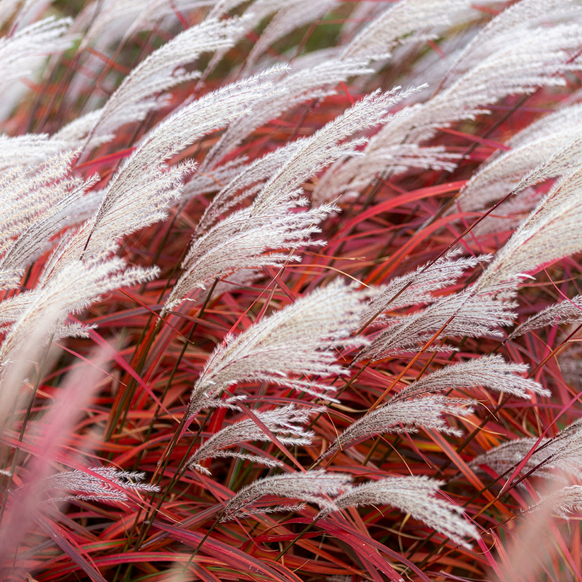 Miscanthus - Chinaschilf Lady in Red - Miscanthus sinensis Lady in Red