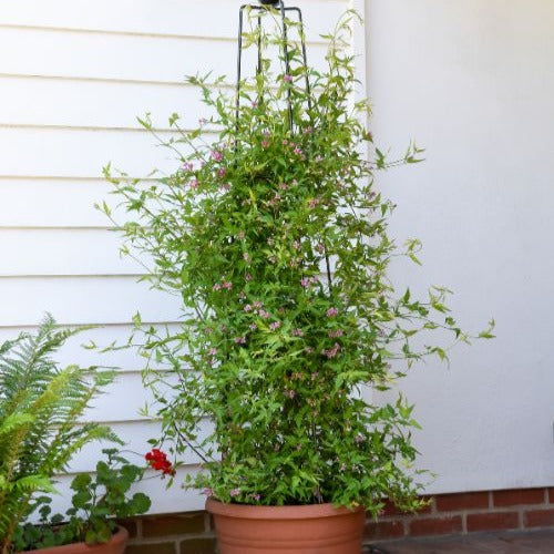 Duftjasmin 'Starry Summer Scent' - Jasminum x stephanense Starry Summer  Scent