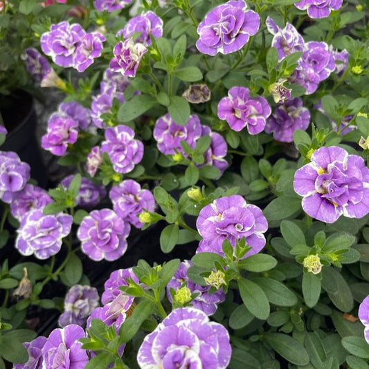 Calibrachoa Doppel Loopy Lavendel - Calibrachoa Double Loopy Lavender - Gartenpflanzen