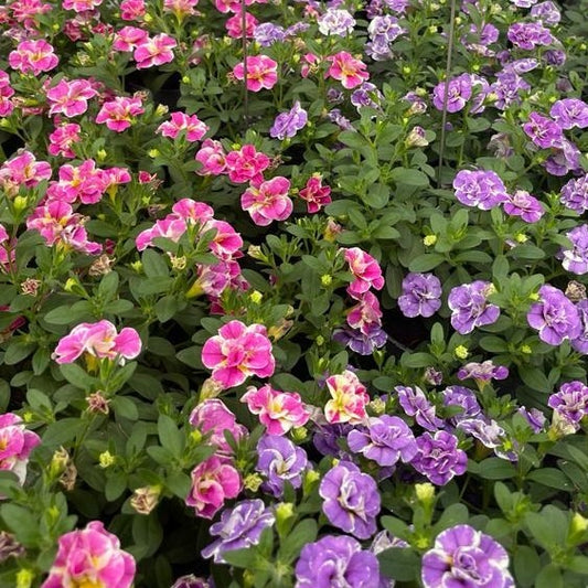 Calibrachoa Doppel Loopy Lavendel + Rosa - Calibrachoa Double Loopy Lavender + Pink - Gartenpflanzen