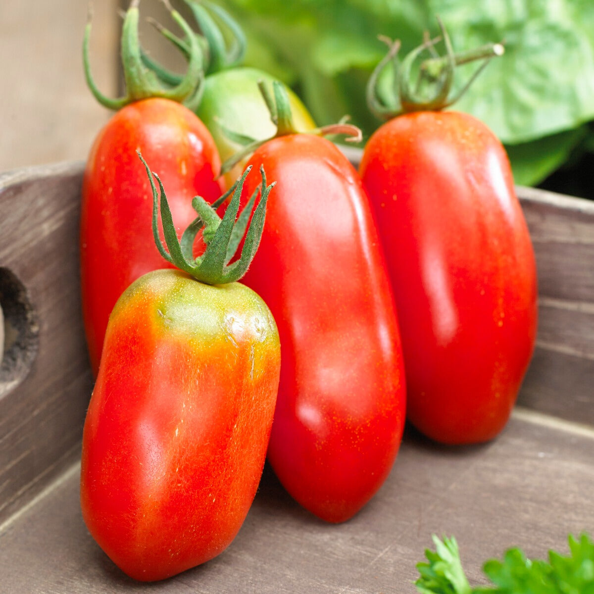 Saatgut Tomate San Marzano 3 - Solanum lycopersicum san marzano 3 |  Bakker.com