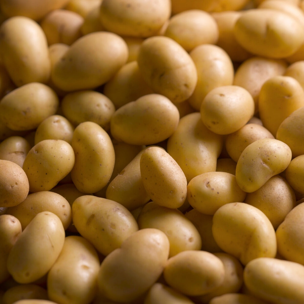 Solanum tuberosum charlotte - Kartoffel Charlotte - Kartoffelpflanzen