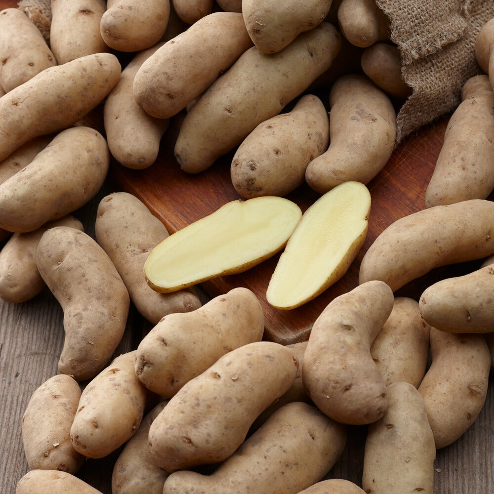 Kartoffeln 'Ratte' (x25) - Solanum tuberosum ratte