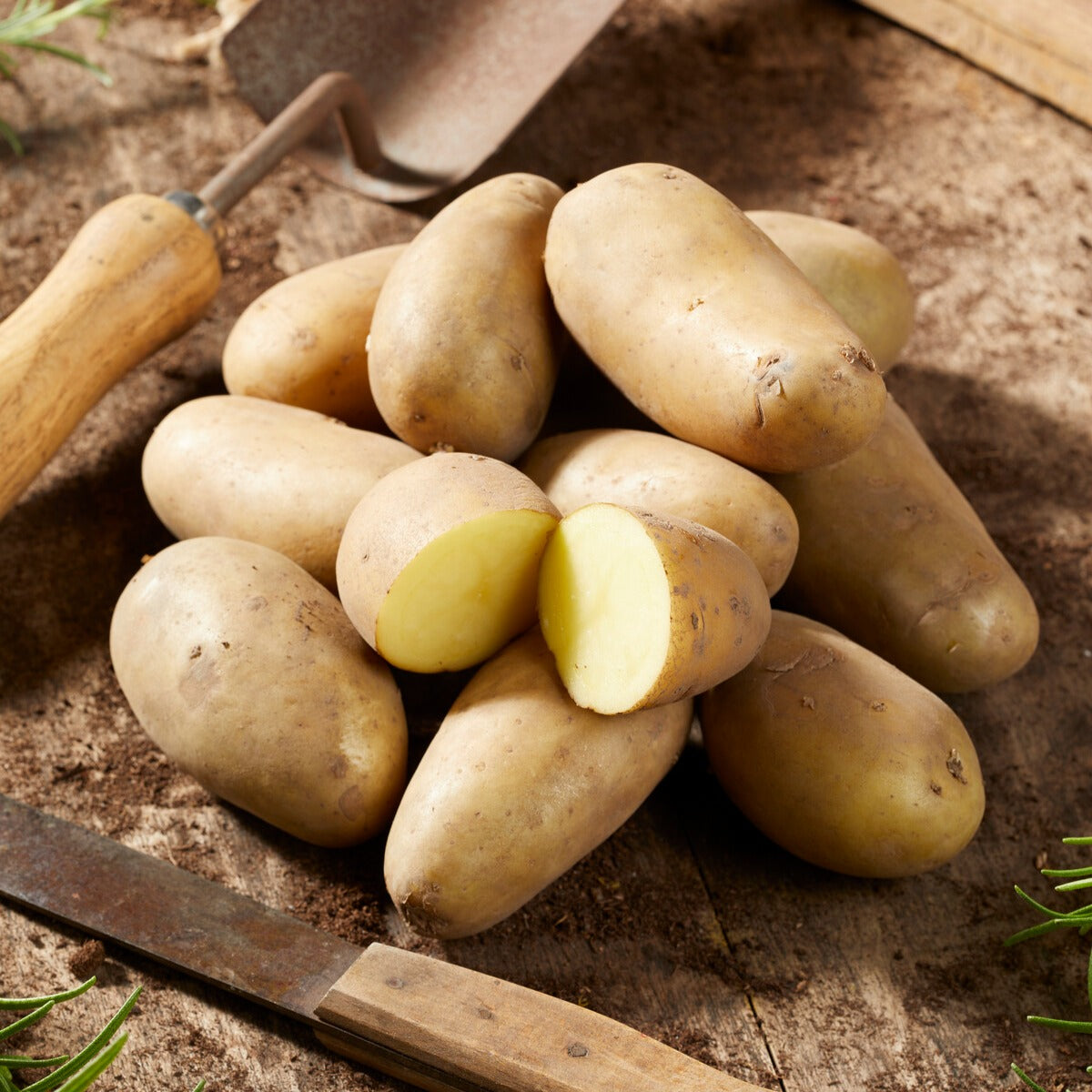 Solanum tuberosum amandine - Kartoffel Amandine (x25) - Kartoffelpflanzen