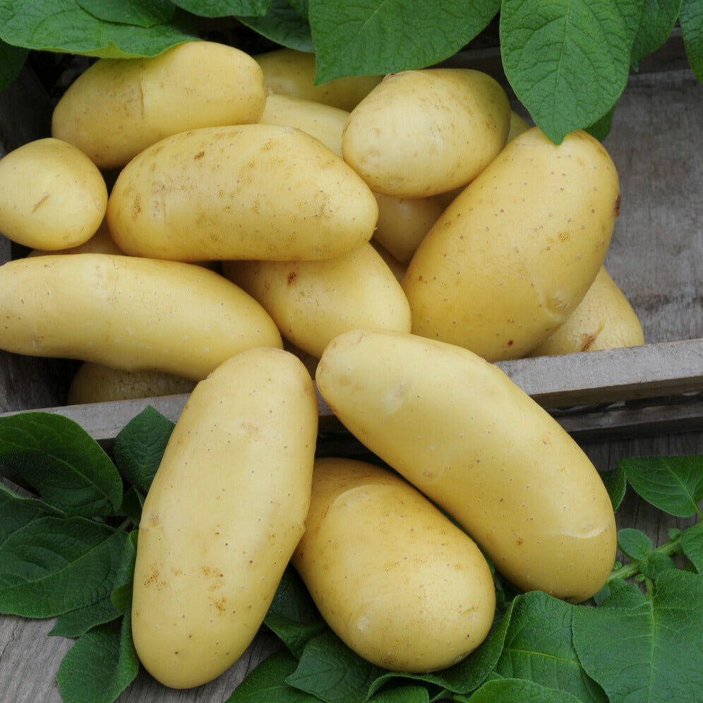Kartoffel 'Annabelle' - Solanum tuberosum annabelle