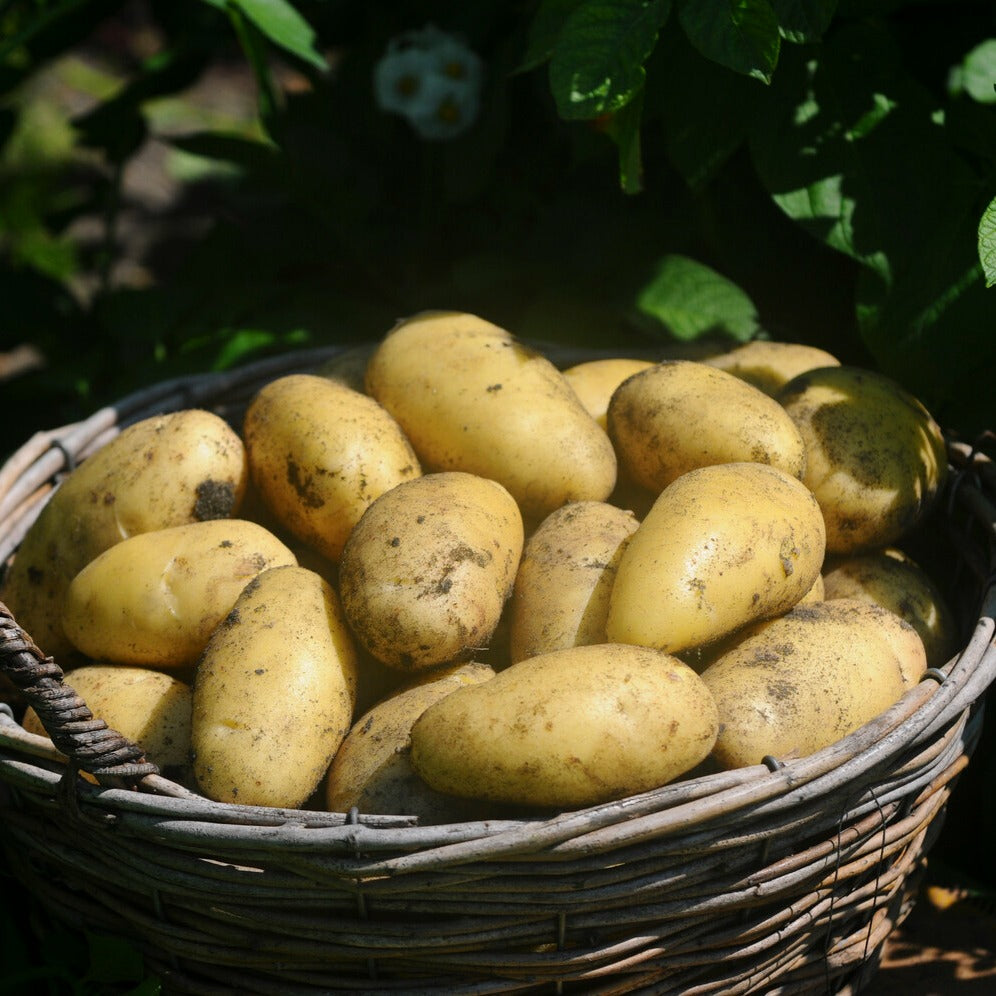 Kartoffel 'Annabelle' - Solanum tuberosum annabelle