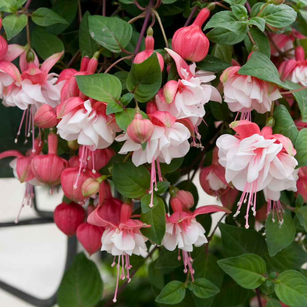 Fuchsia Bicentennial, Blue Angel, Swingtime - Hängende Fuchsien Mischung (Bicentennial, Blue Angel, Swingtime) (x6) - Fuchsien