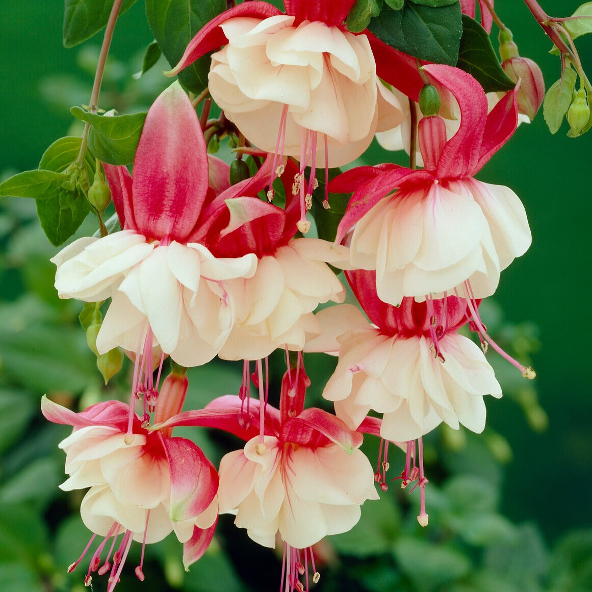 Fuchsie Swingtime - Fuchsia Swingtime - Bakker