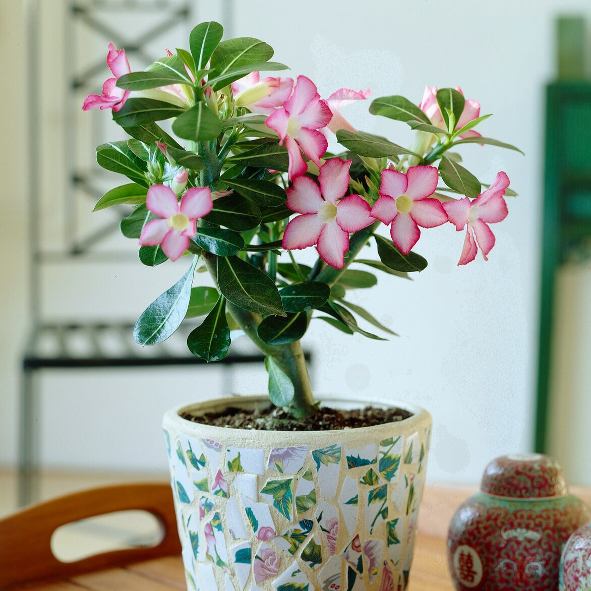 Wüstenrose - Adenium obesum