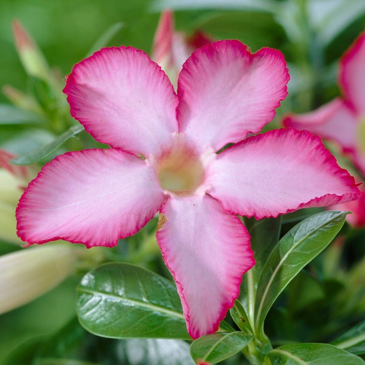 monadenium variegata Monadenium Ritchiei, Variegata, (Random)