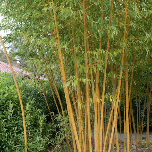 Riesenbambus 'Aureocaulis' - Phyllostachys aureosulcata aureocaulis - Bambus