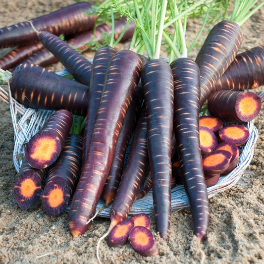 Karotte Purple Haze F1 - Bakker