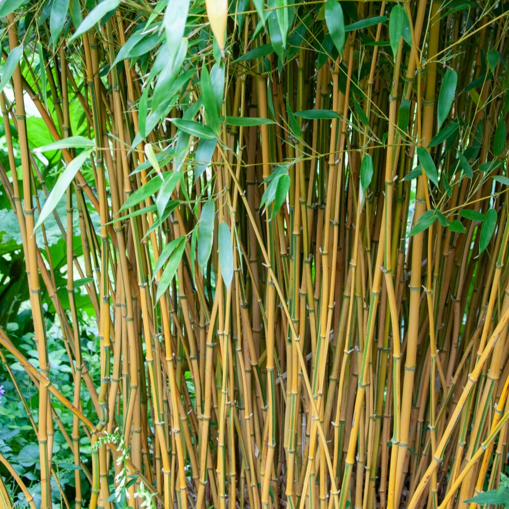 Bambus 'Aureosulcata Spectabilis' - Phyllostachys aureosulcata spectabilis 