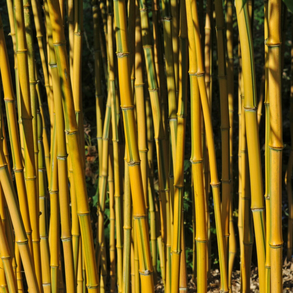 bambus eukalyptus Bambus 'Aureosulcata Spectabilis' - Phyllostachys aureosulcata spectabilis