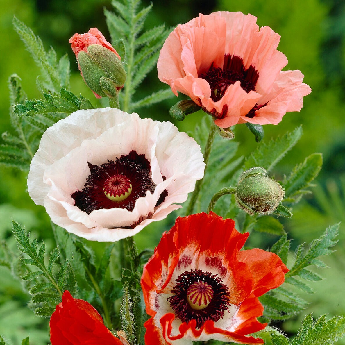 Orientalischer Mohn Mischung (x3) - Papaver orientale